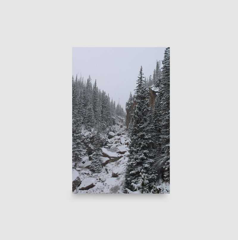 Winter Forest (Rocky Mountain National Park) | Canvas Print [003]